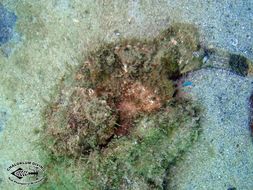 Image of Devil scorpionfish