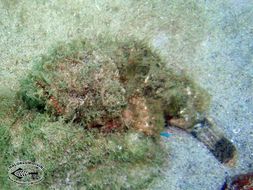 Image of Devil scorpionfish