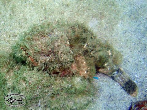 Image of Devil scorpionfish