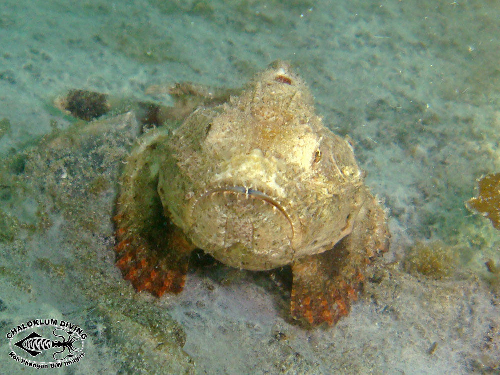 Image of Devil scorpionfish