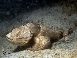 Image of Devil scorpionfish