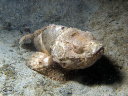 Image of Devil scorpionfish