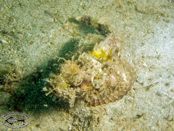 Image of Devil scorpionfish