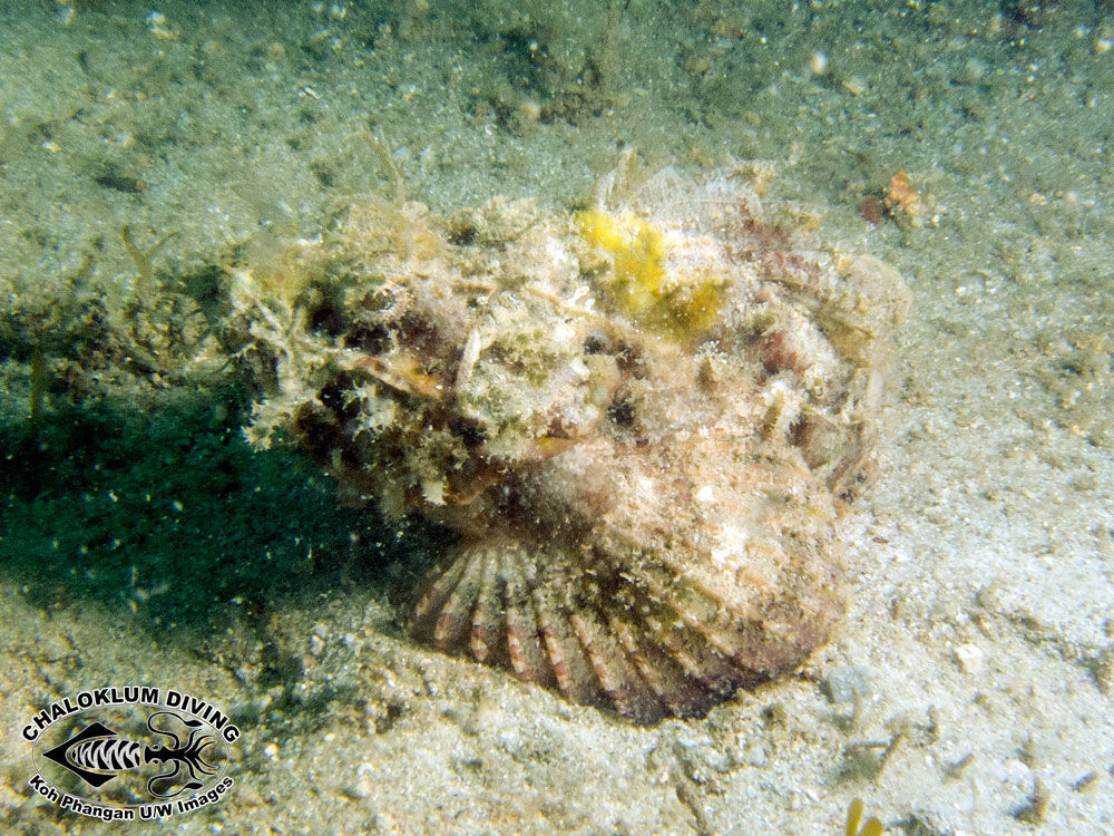 Image of Devil scorpionfish