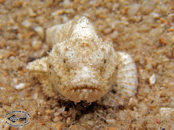 Image of Devil scorpionfish