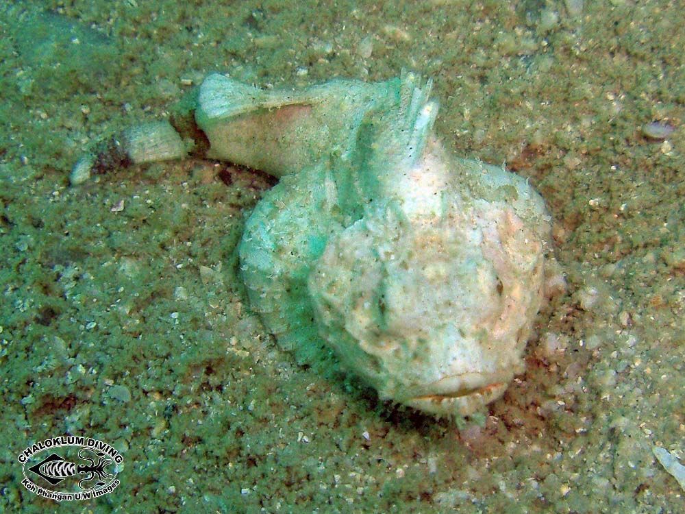 Image of Devil scorpionfish