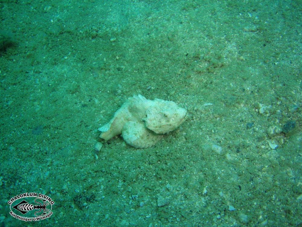 Image of Devil scorpionfish