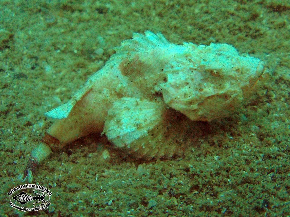 Image of Devil scorpionfish