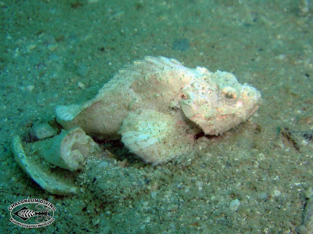 Image of Devil scorpionfish