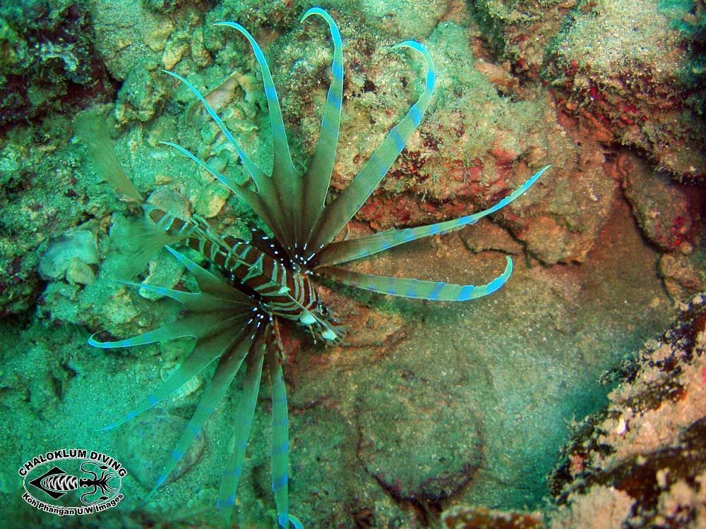 Image of Russell's lionfish
