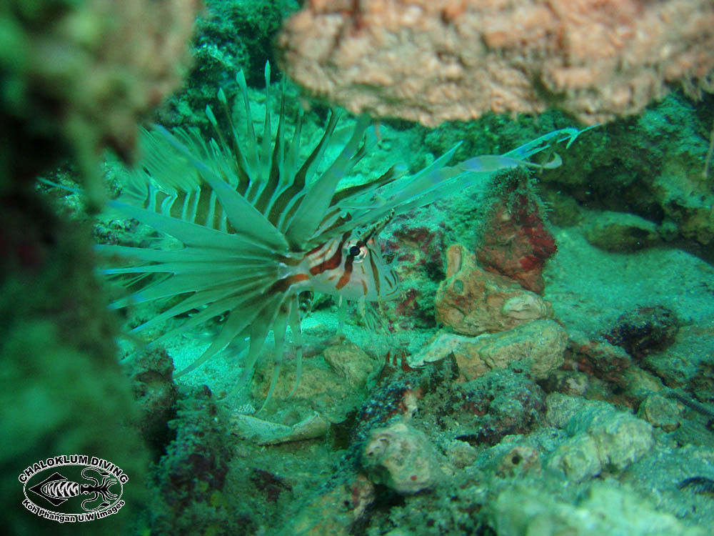 Pterois russelii Bennett 1831 resmi