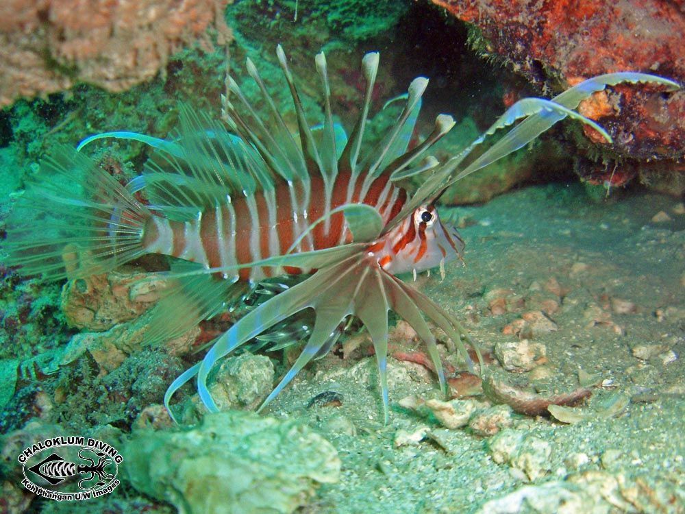 Pterois russelii Bennett 1831 resmi