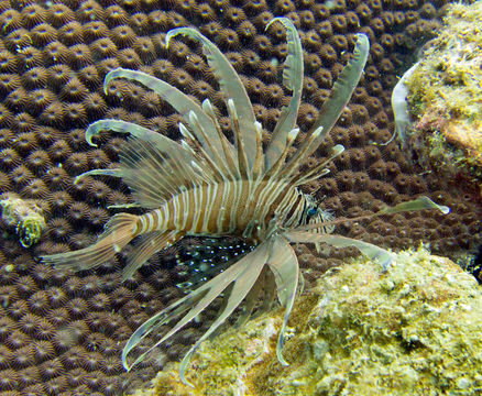 Pterois russelii Bennett 1831 resmi