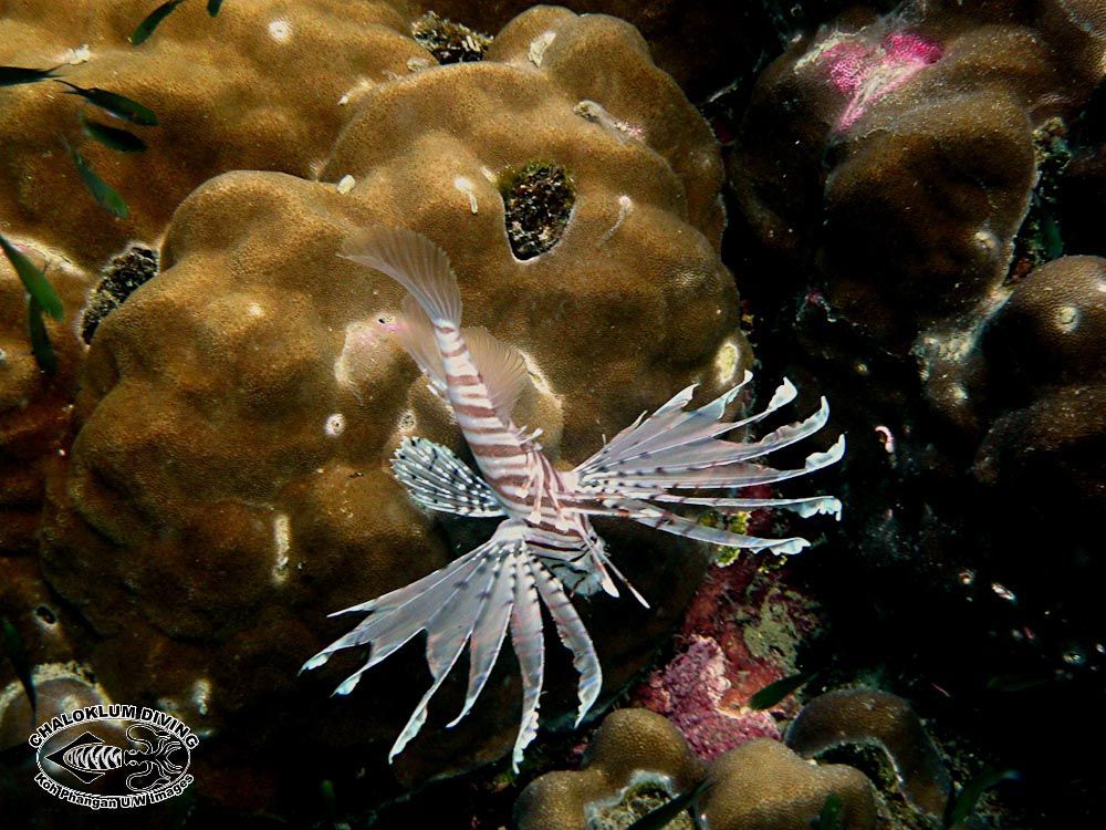 Pterois russelii Bennett 1831 resmi