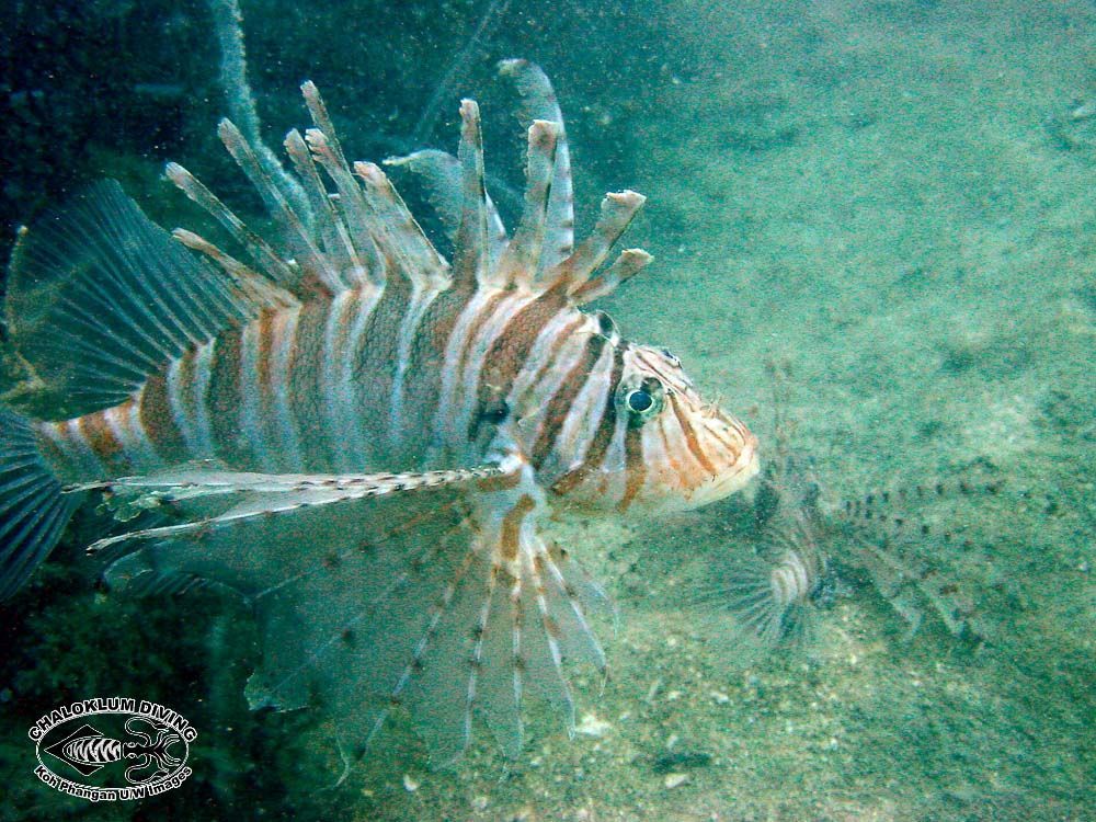 Pterois russelii Bennett 1831 resmi