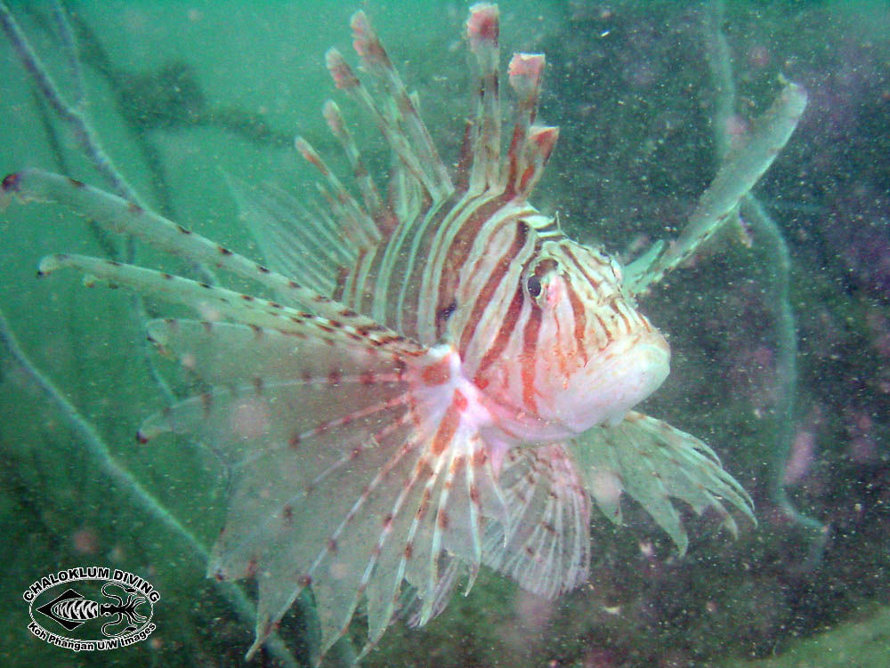 Image of Russell's lionfish