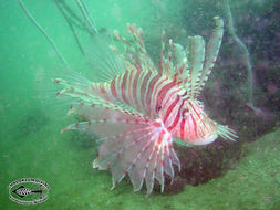 Image of Russell's lionfish