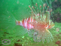 Слика од Pterois russelii Bennett 1831