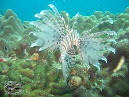 Слика од Pterois russelii Bennett 1831