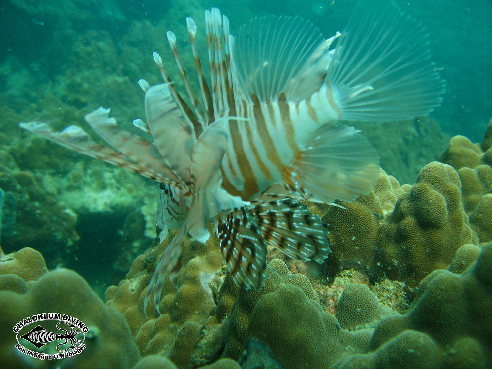 Слика од Pterois russelii Bennett 1831