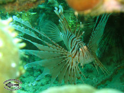 Слика од Pterois russelii Bennett 1831