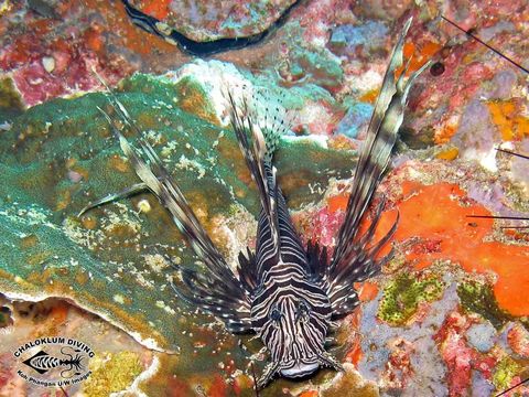 Image of Common lionfish