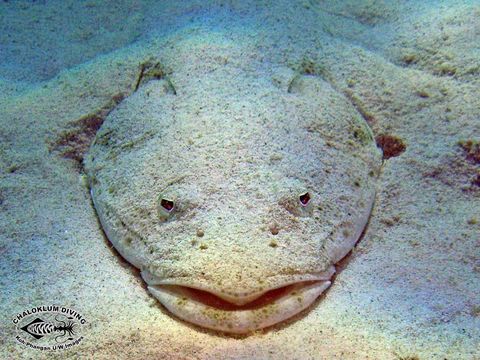 Image of Bar-tailed flathead