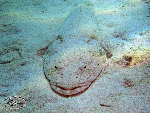 Image of Bar-tailed flathead