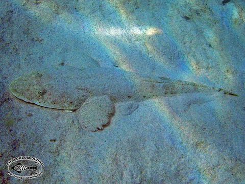 Image of Bar-tailed flathead