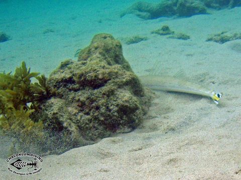 Image of Bar-tailed flathead