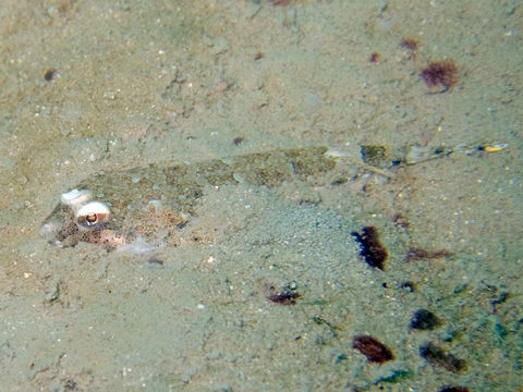 Image of Blue-spotted flathead