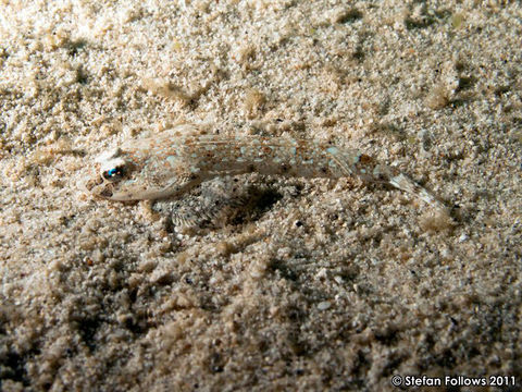 Image of Blue-spotted flathead