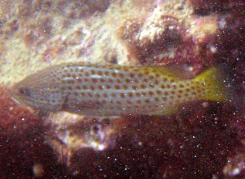 Image of Slender Grouper