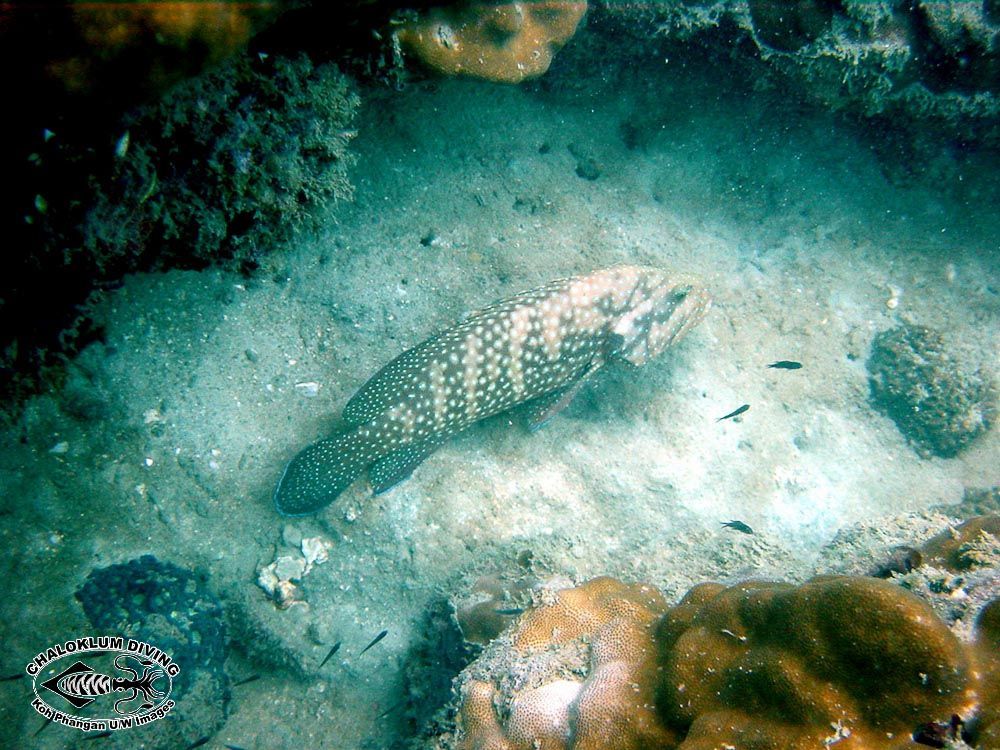 Image of Blue-spotted grouper