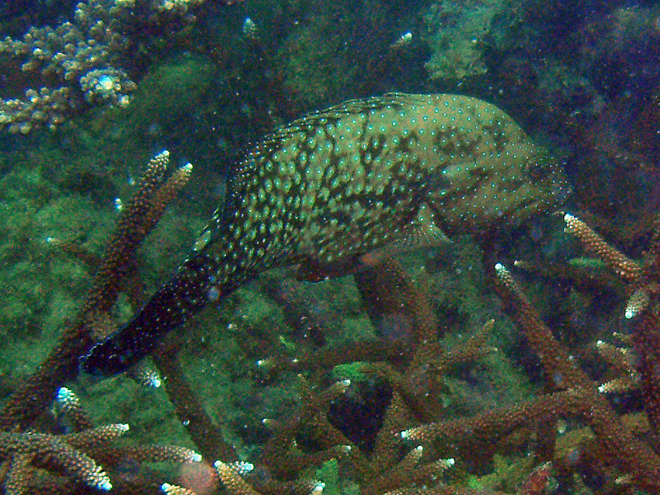 Image of Blue-spotted grouper