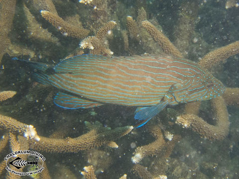 Image of Blue-lined Rock Cod