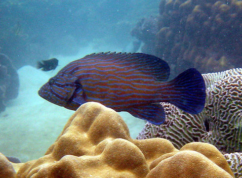 Image of Blue-lined Rock Cod