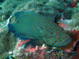 Image of Blue-lined Rock Cod