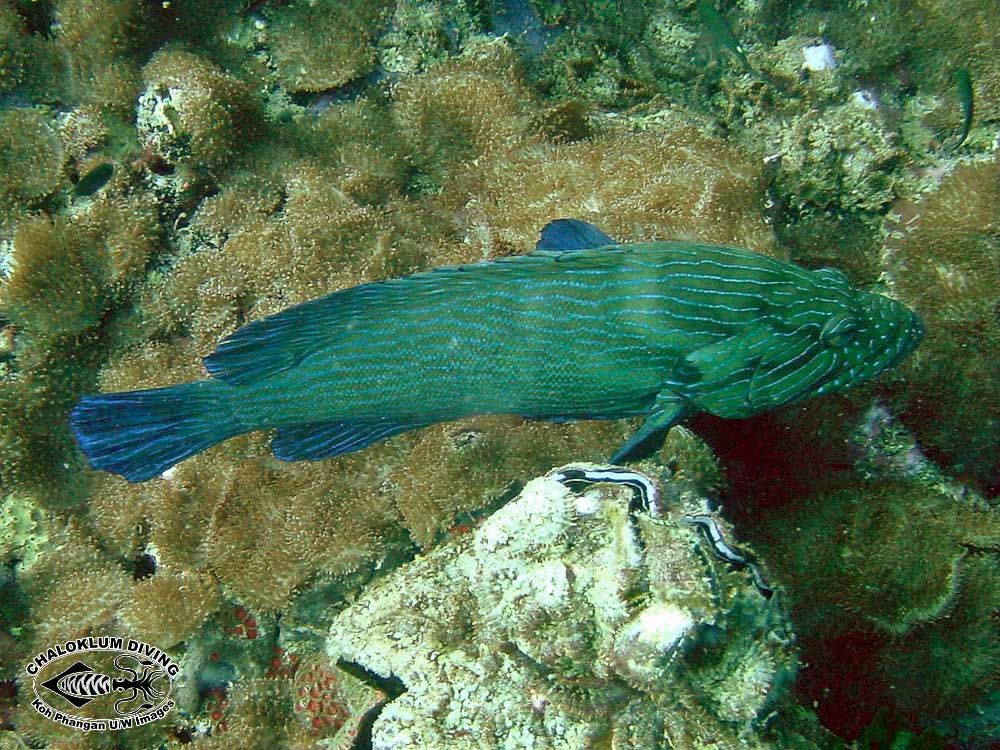 Image of Blue-lined Rock Cod