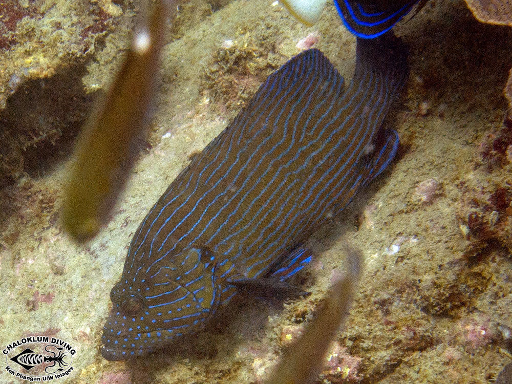 Image of Blue-lined Rock Cod