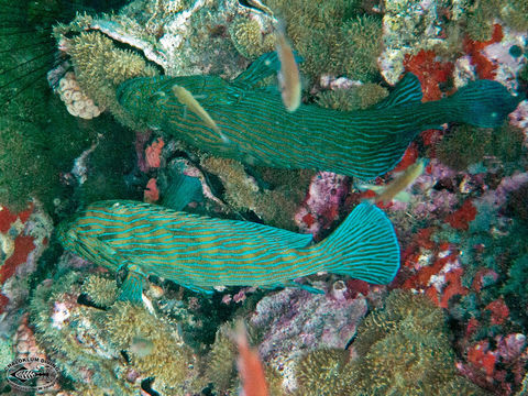 Image of Blue-lined Rock Cod