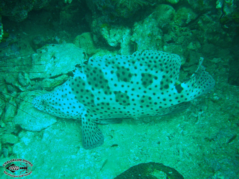 Image of Humpback grouper