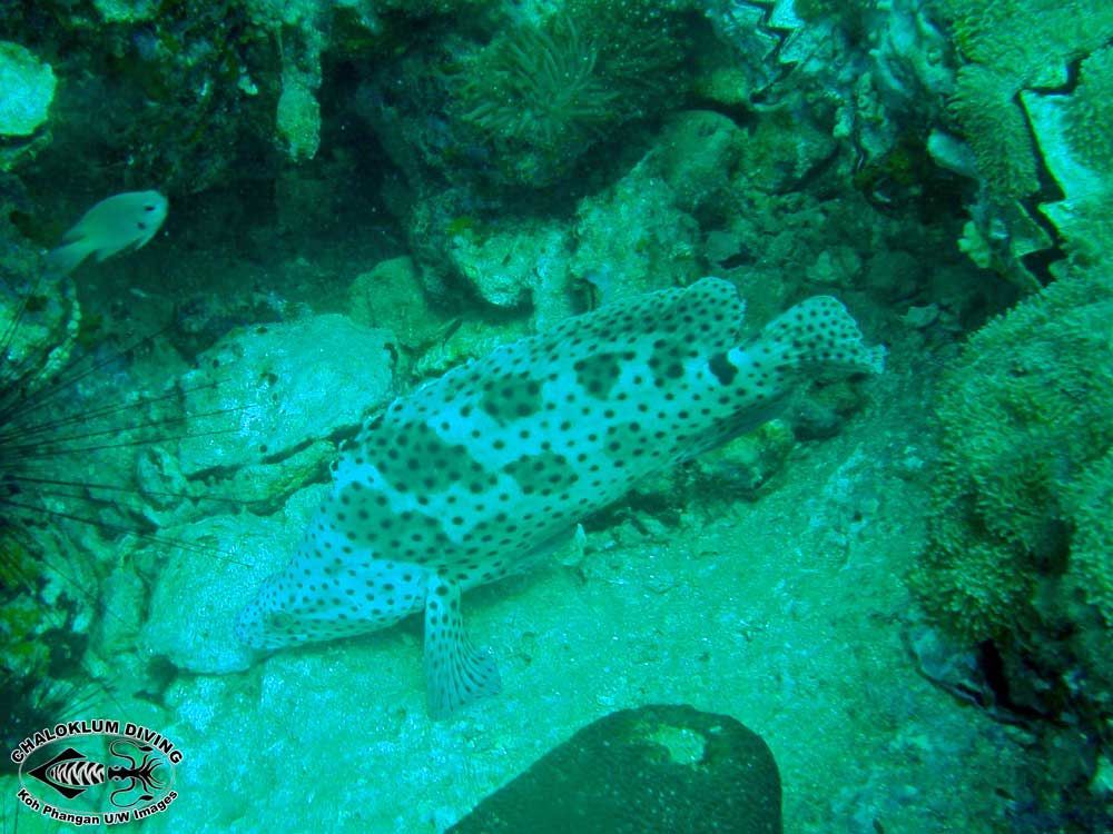Image of Humpback grouper