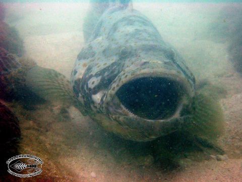 Image of Estuary Cod