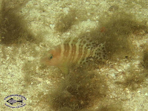 Image of Estuary Cod