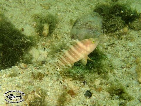 Image of Estuary Cod