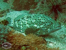 Image of Coral grouper