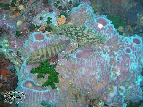 Image of Cloudy Grouper