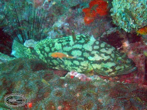 Image of Cloudy Grouper