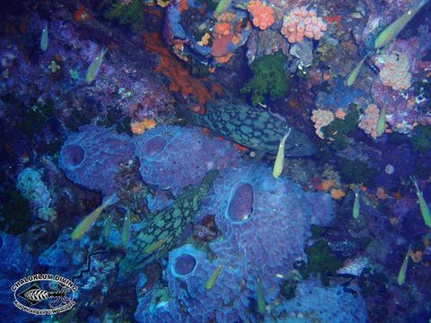 Image of Cloudy Grouper